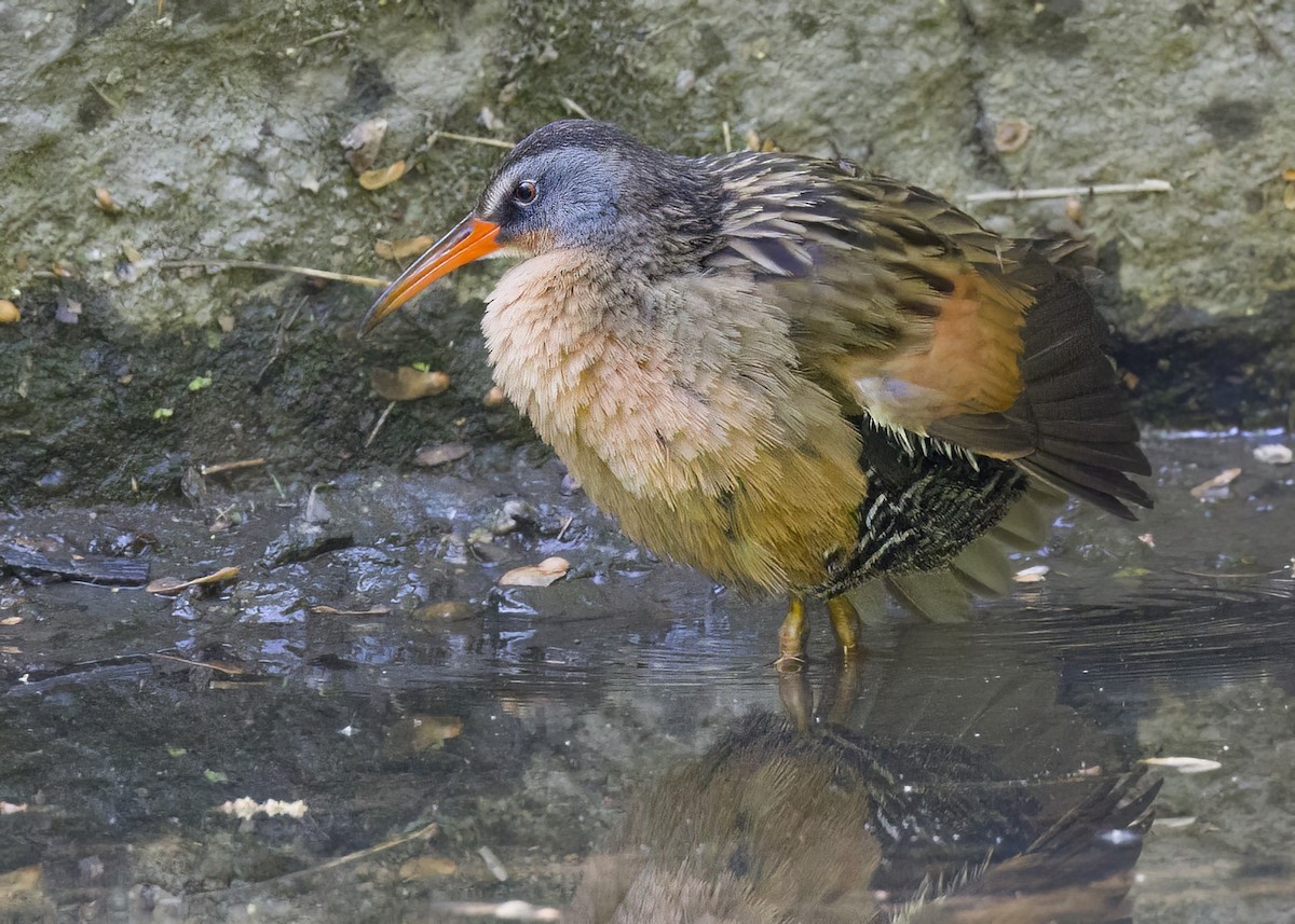 Virginia Rail - ML568600811