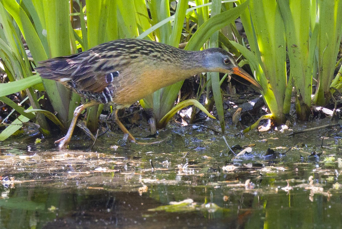 Virginia Rail - ML568600851