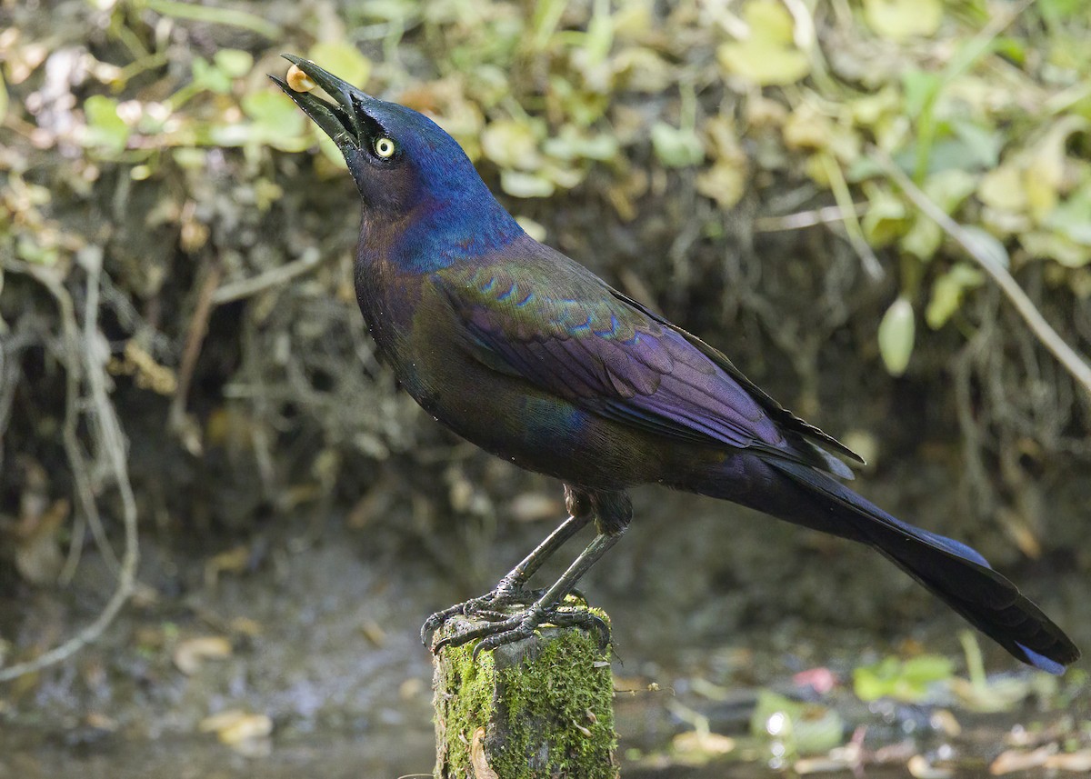 Common Grackle - ML568601231