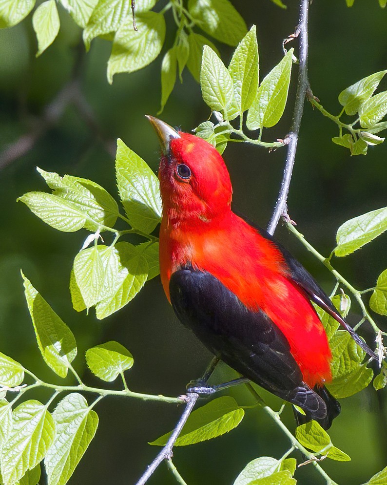 Scarlet Tanager - ML568601381