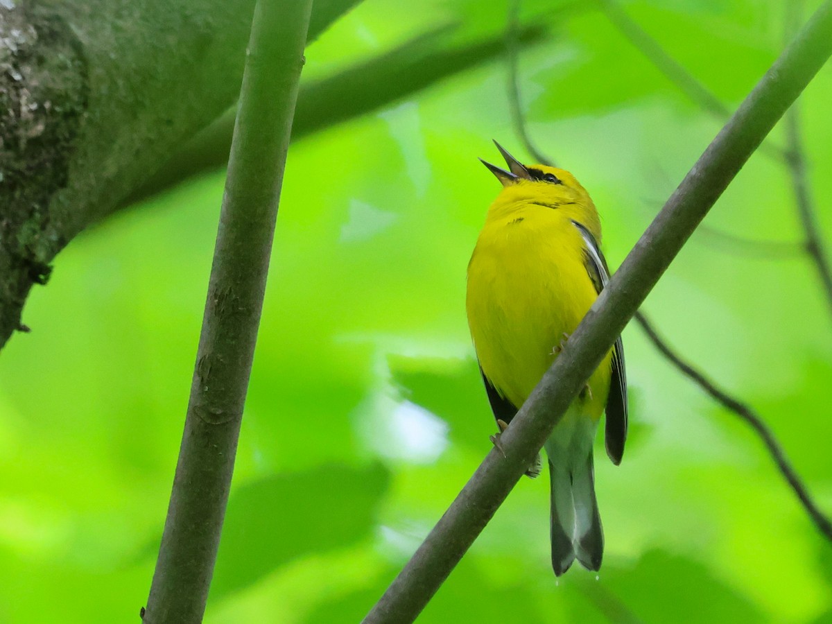 Blue-winged Warbler - ML568601431