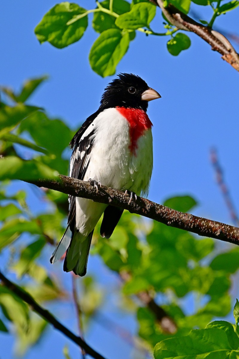 Rose-breasted Grosbeak - Eileen Gibney