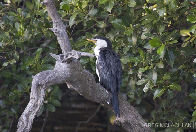 Little Pied Cormorant - ML56860261