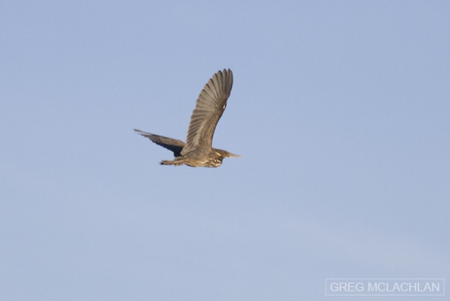 Striated Heron - ML56860291