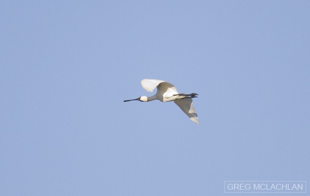 Royal Spoonbill - ML56860301