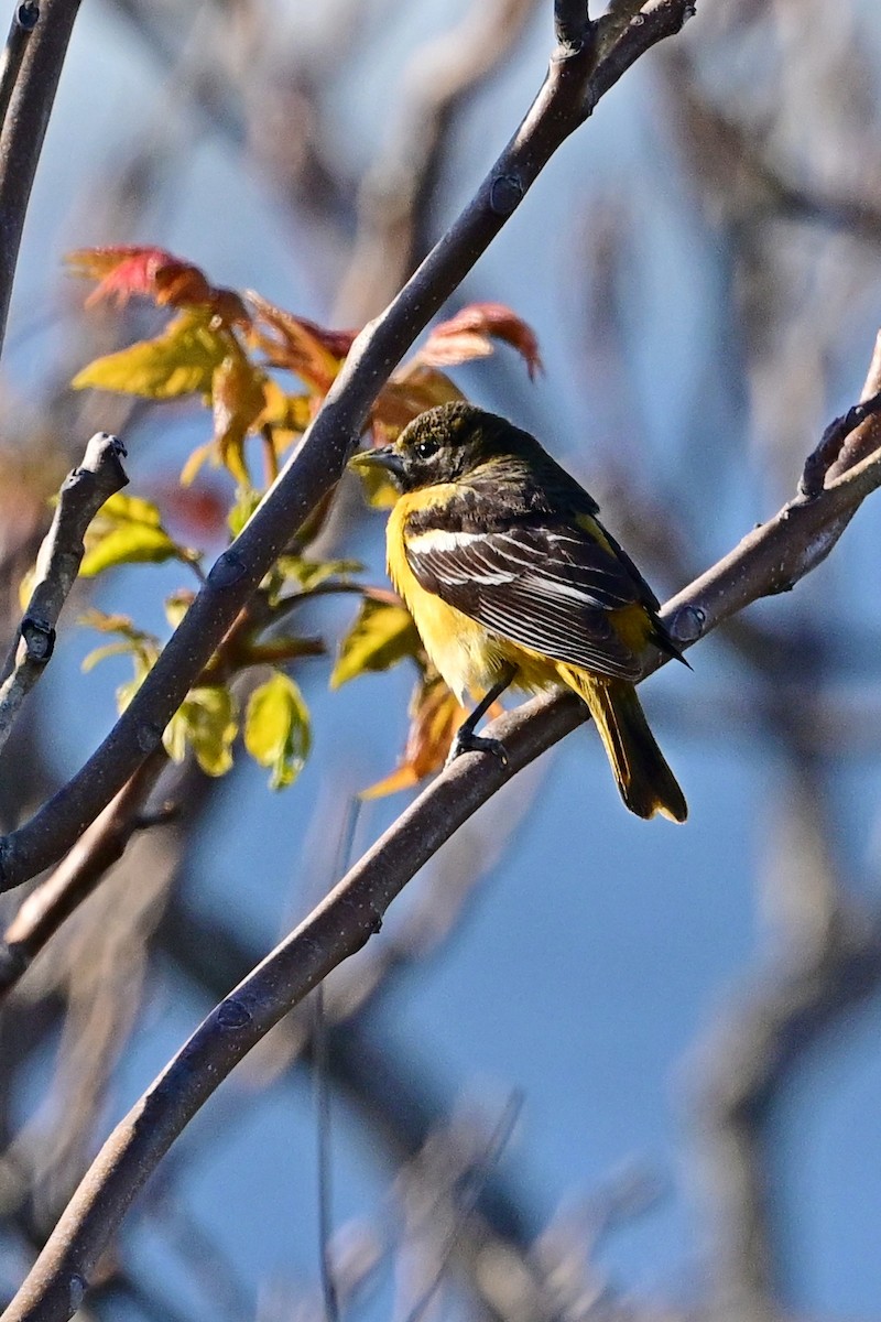 Baltimore Oriole - ML568603091