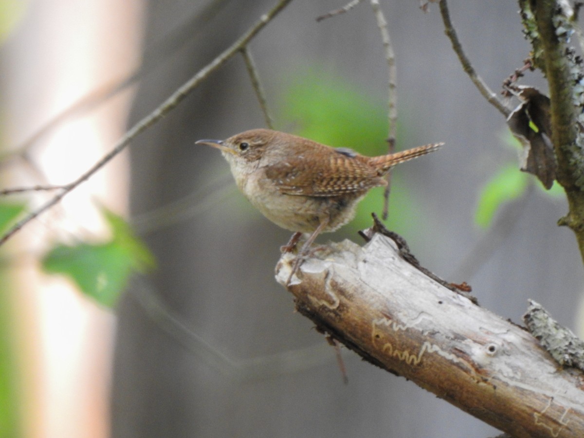 Northern House Wren - ML568603201