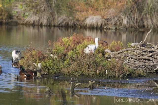 Royal Spoonbill - Greg McLachlan