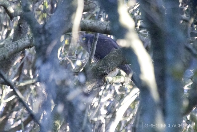 Brown Goshawk - ML56860331