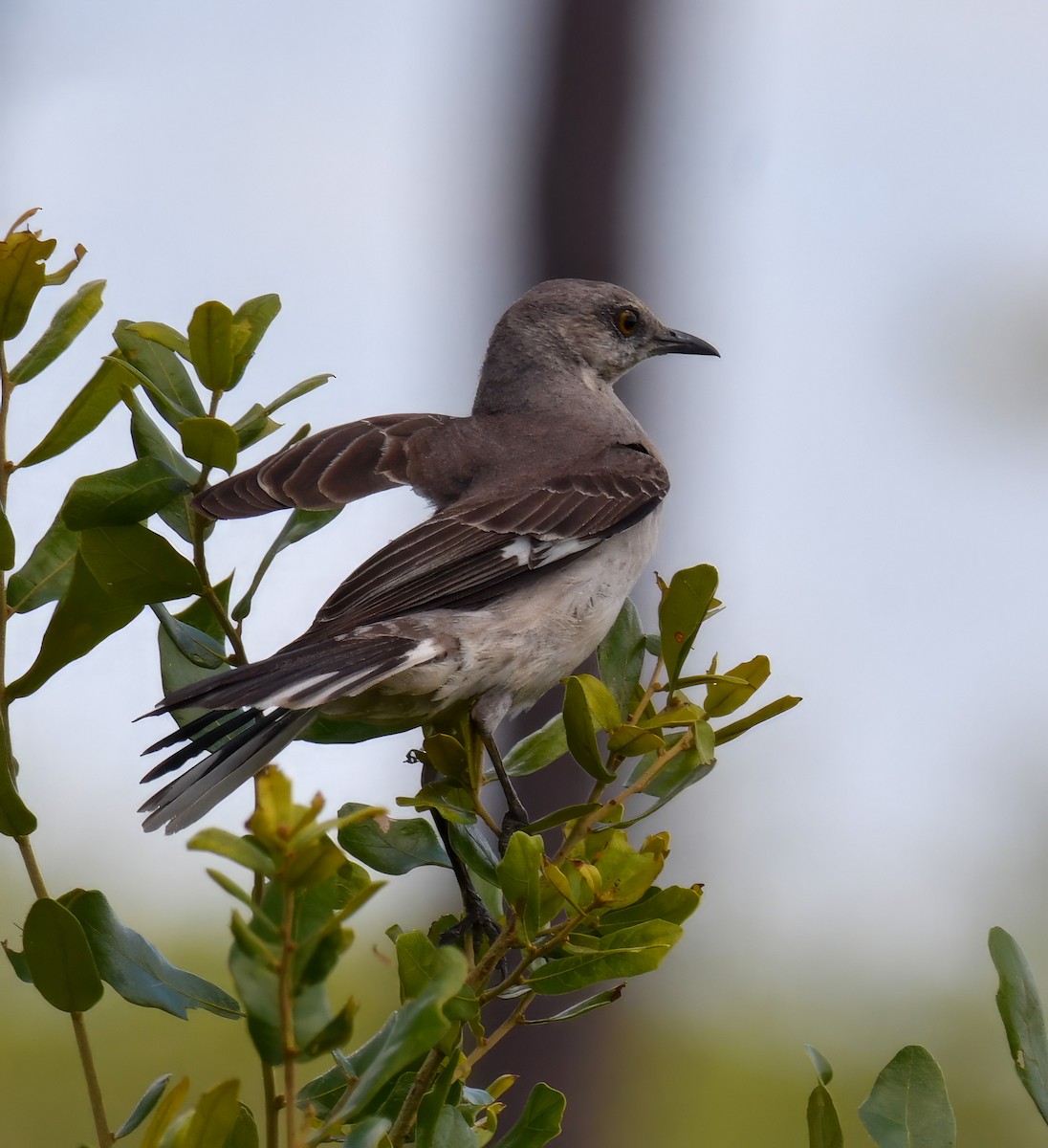 Northern Mockingbird - ML568603911