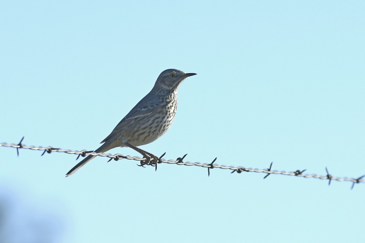 Sage Thrasher - ML568603931