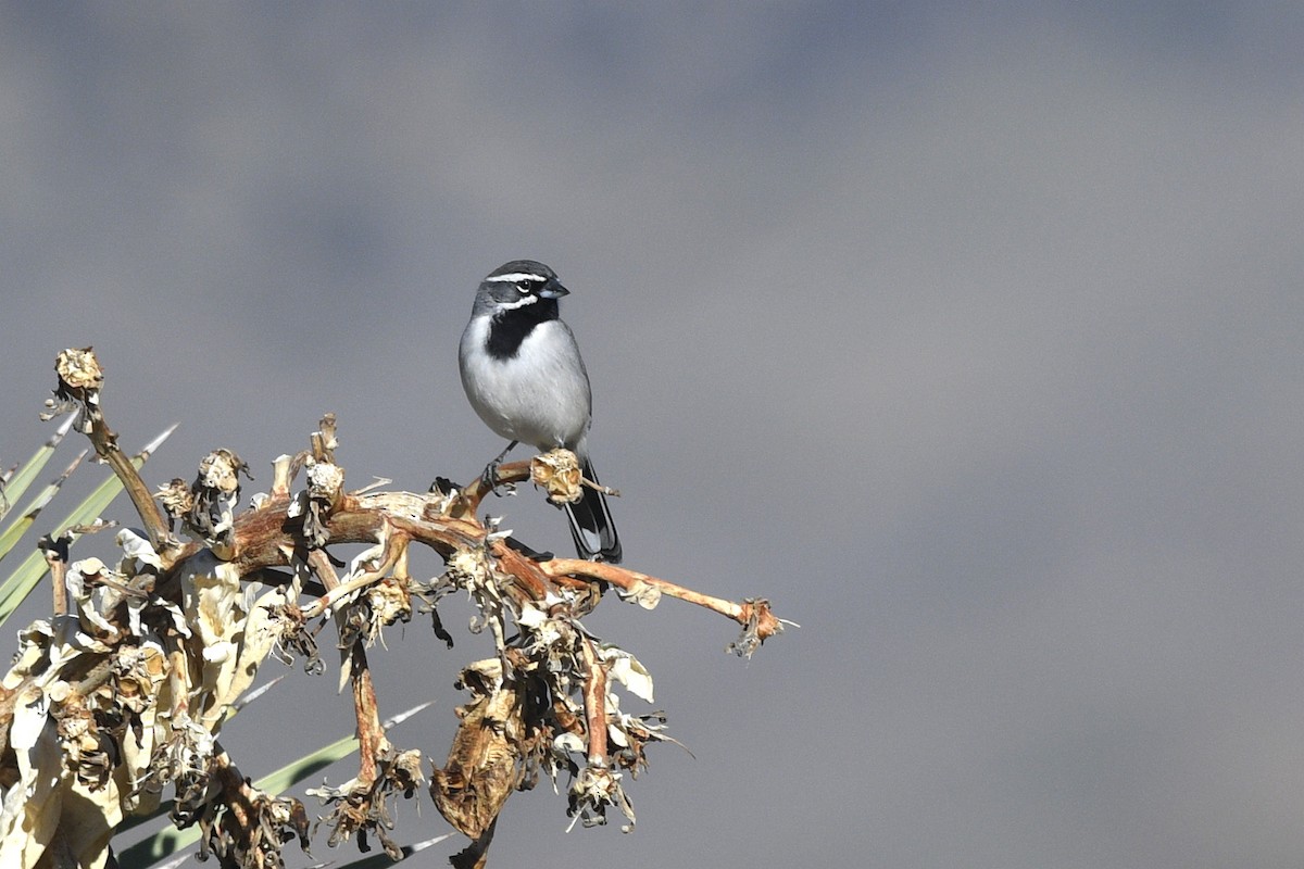 Black-throated Sparrow - Daniel Irons