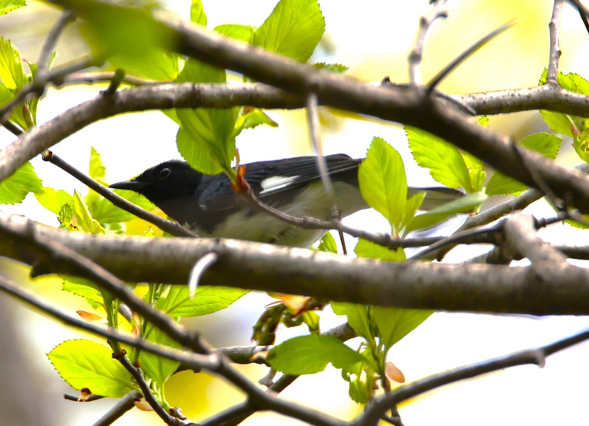 Black-throated Blue Warbler - ML568604141