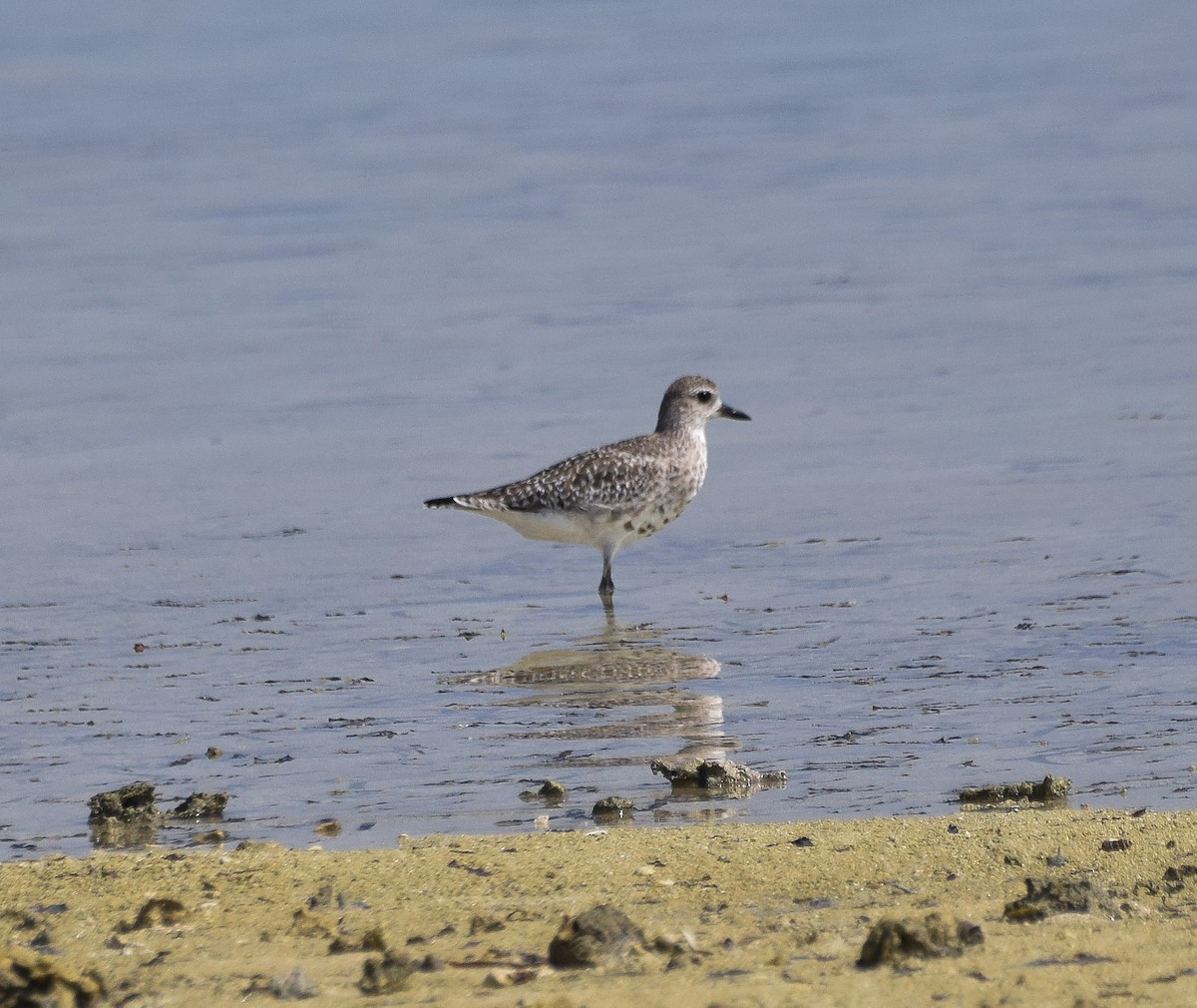 plover sp. - ML56860581