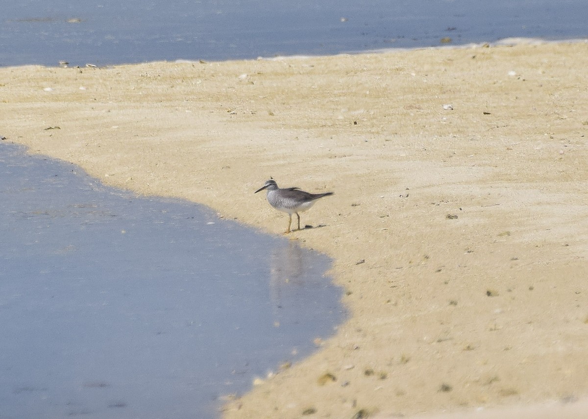 Gray-tailed Tattler - ML56860611