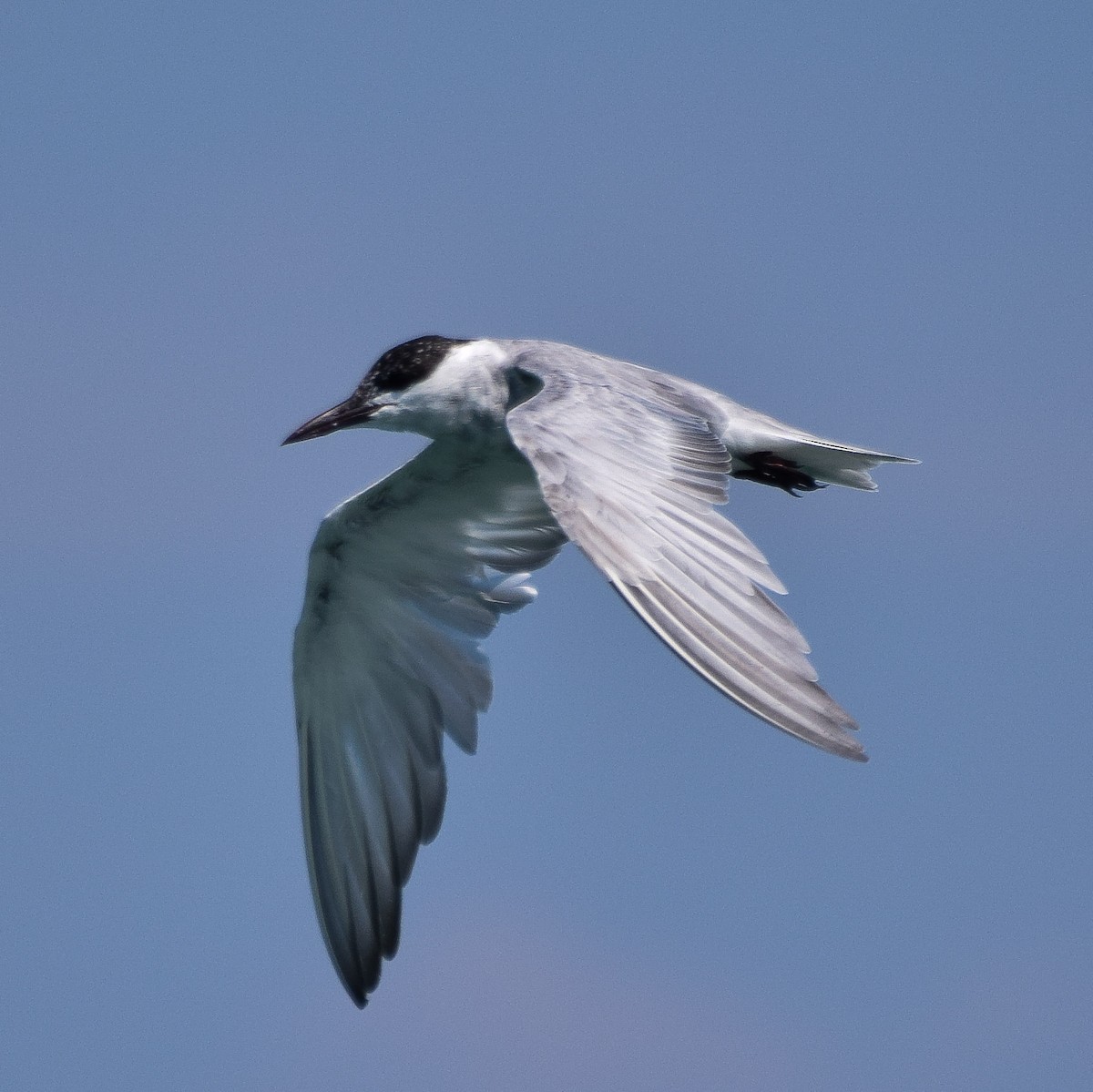 Whiskered Tern - ML56860621