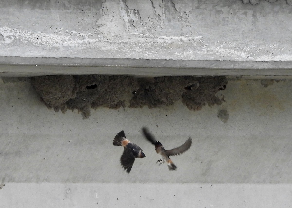 Cliff Swallow - ML568606601