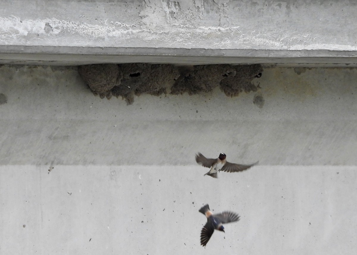Cliff Swallow - ML568606611