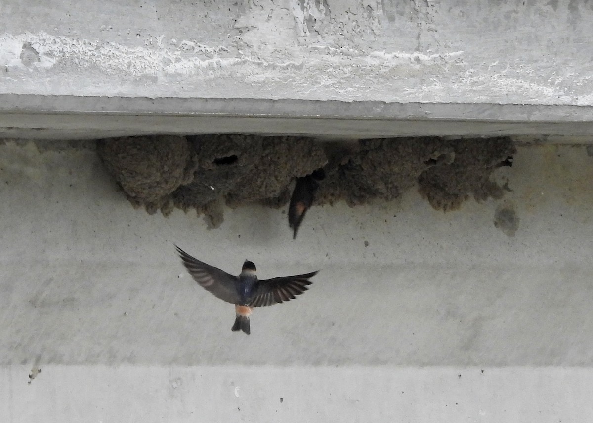 Cliff Swallow - ML568606621
