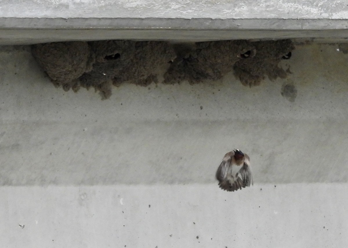 Cliff Swallow - ML568606631