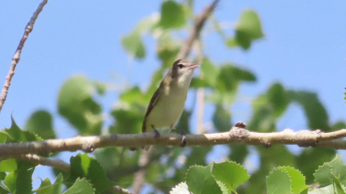 Braunaugenvireo - ML568607401