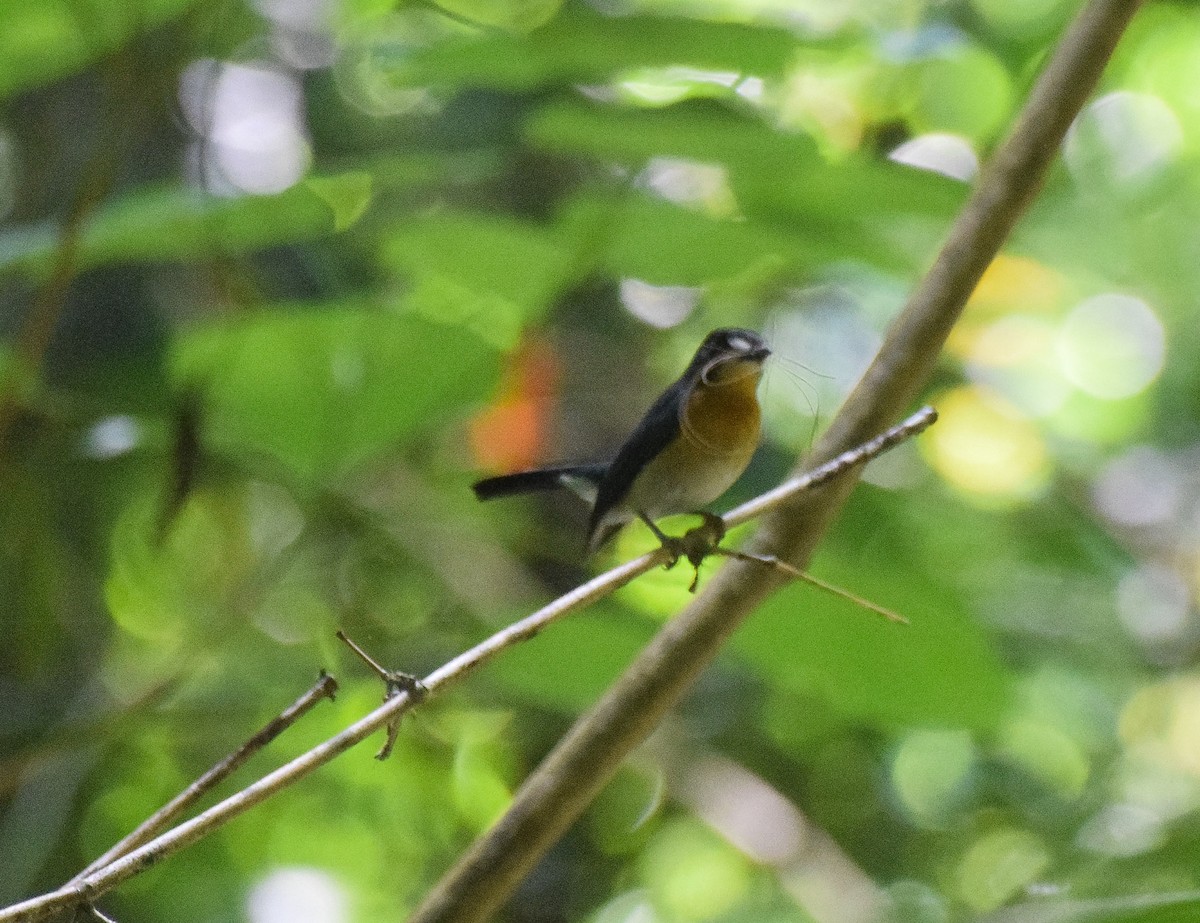 Mangrove Blue Flycatcher - ML56860951