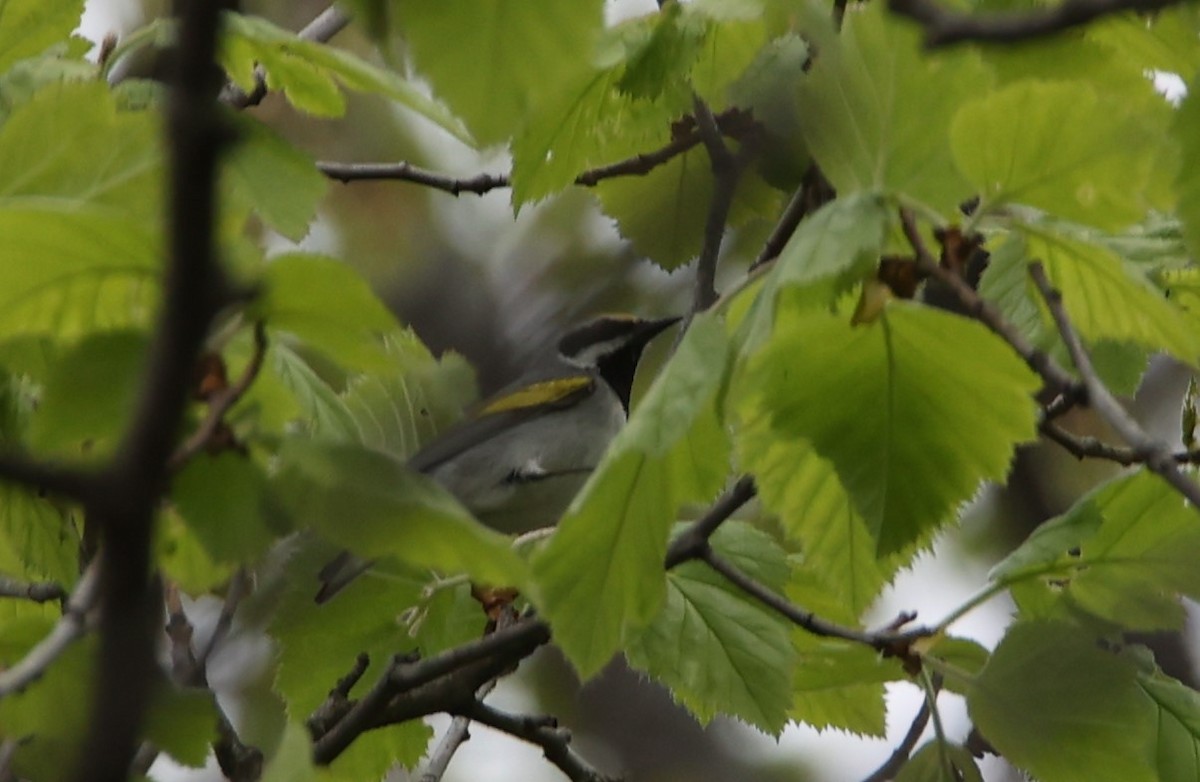 Golden-winged Warbler - ML568609971