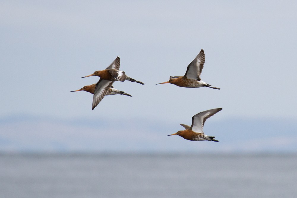 Black-tailed Godwit - ML56861001