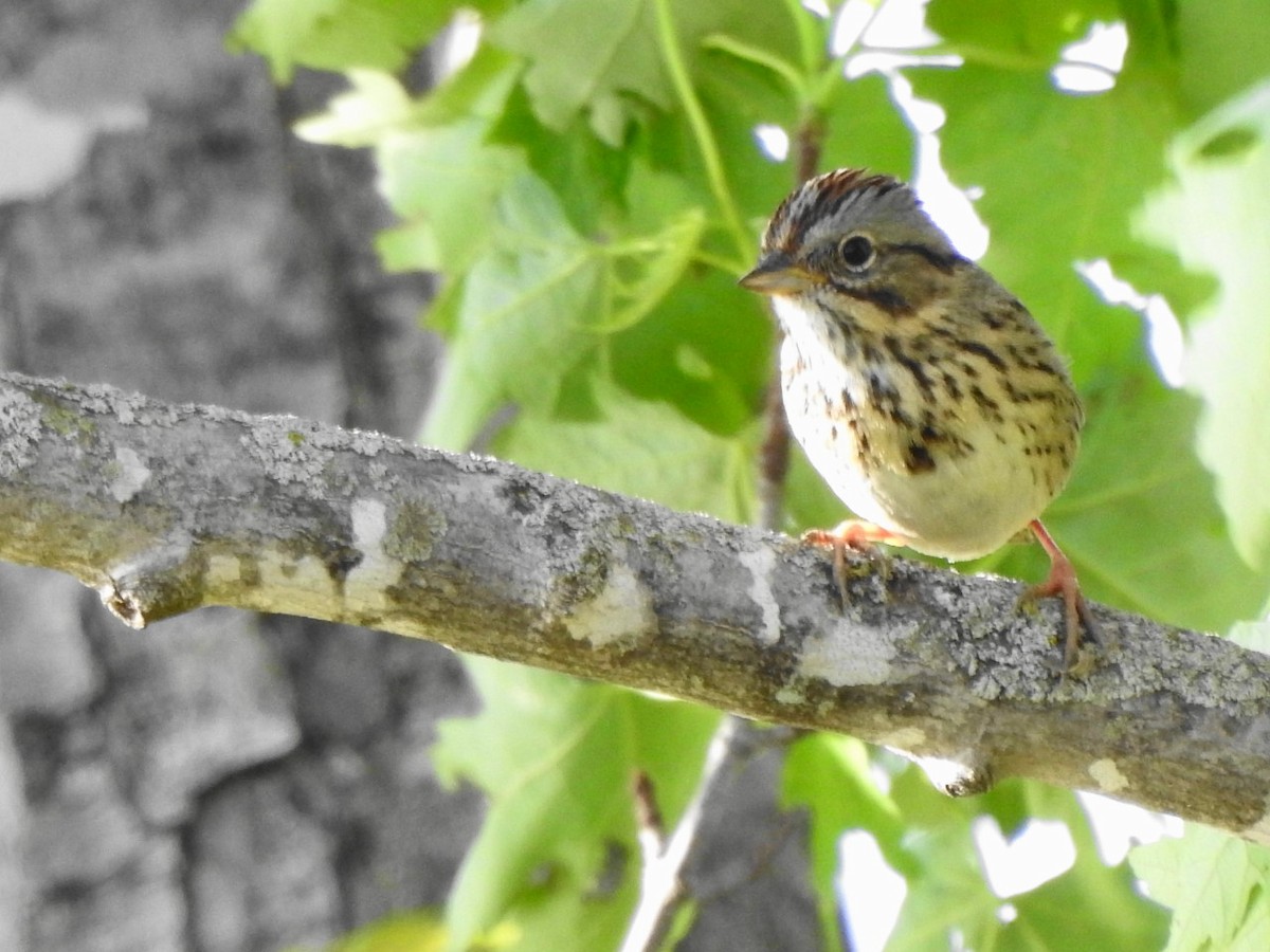 Lincoln's Sparrow - ML568610171