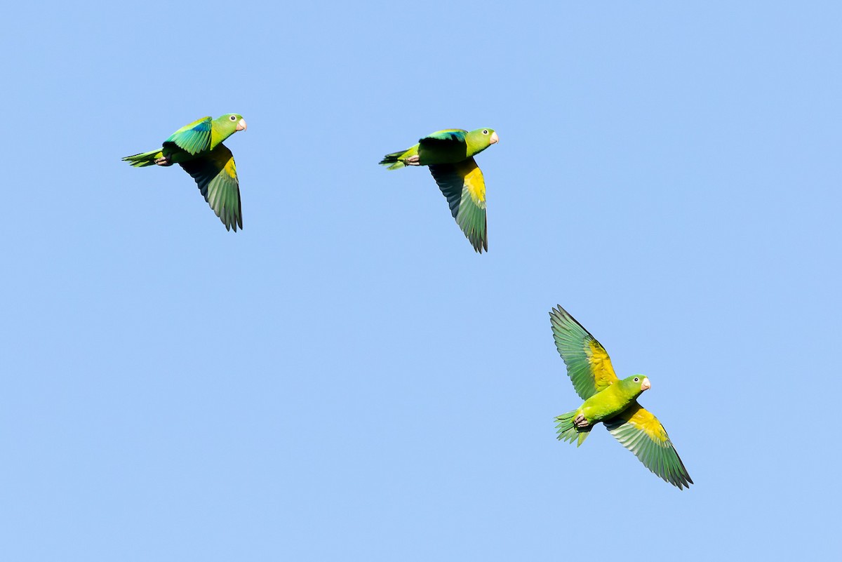 Orange-chinned Parakeet - ML568611051