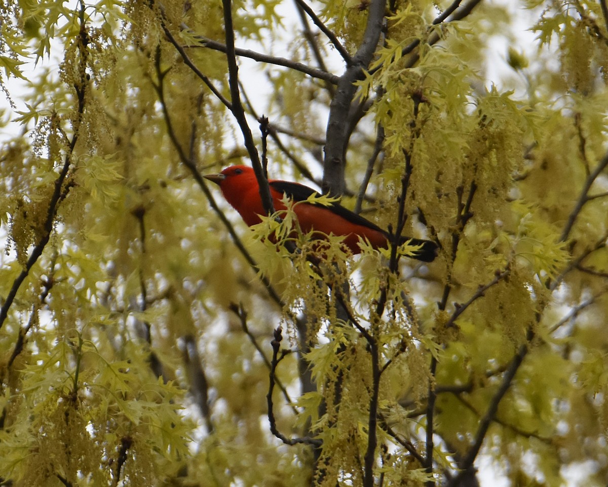 Piranga écarlate - ML568611961