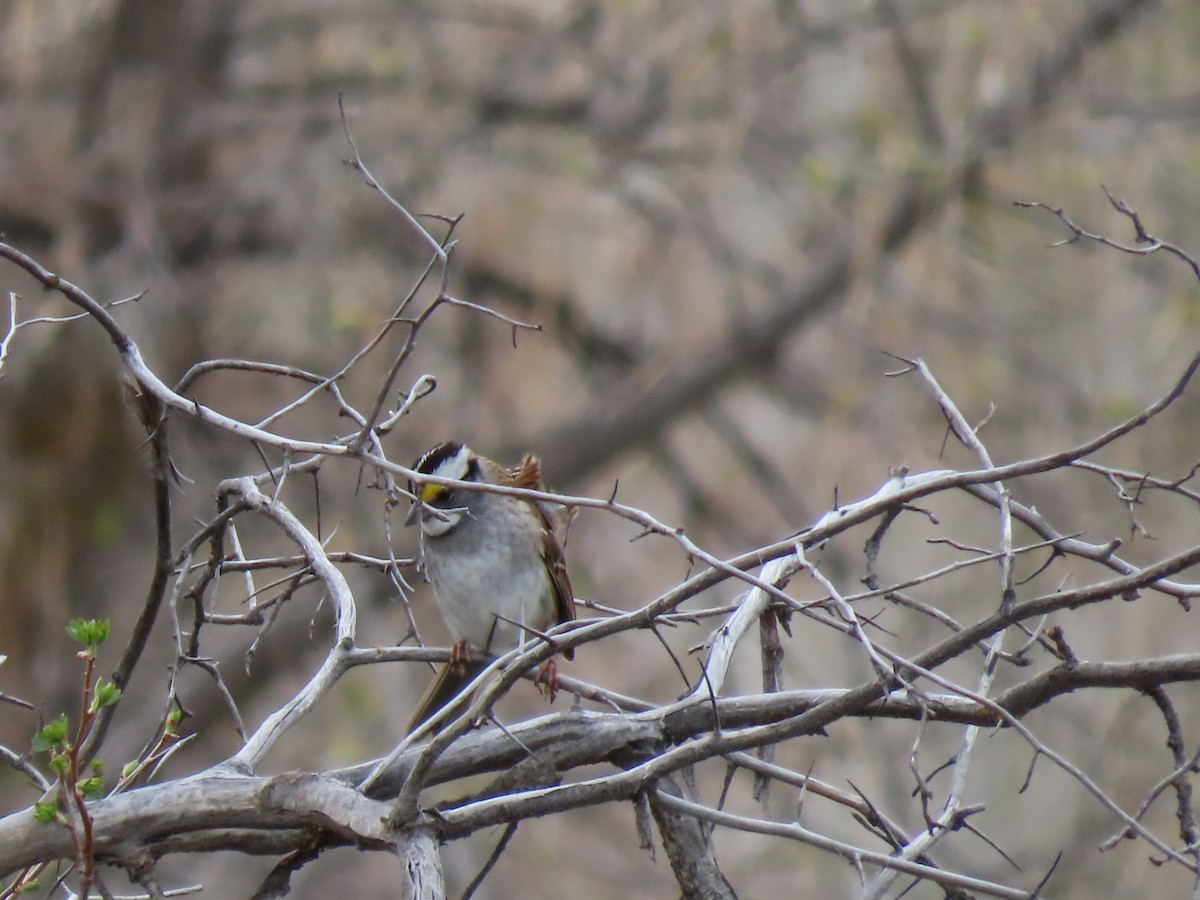White-throated Sparrow - ML568612701