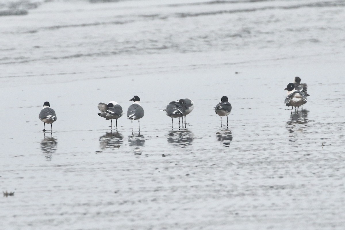 Franklin's Gull - ML568613141