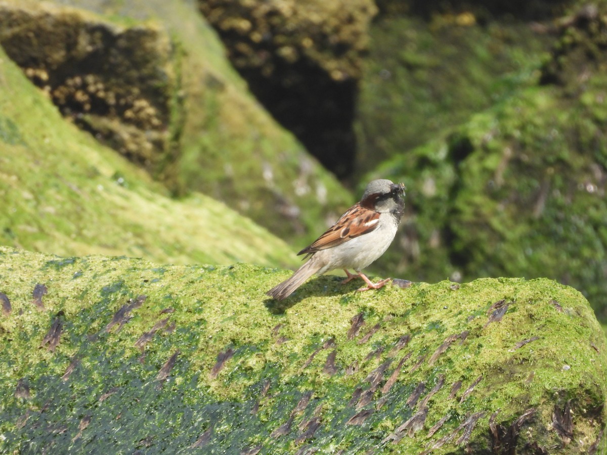 House Sparrow - ML568613431