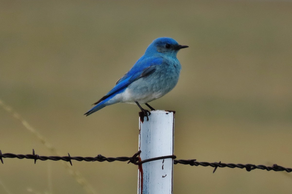 Mountain Bluebird - Craig Johnson