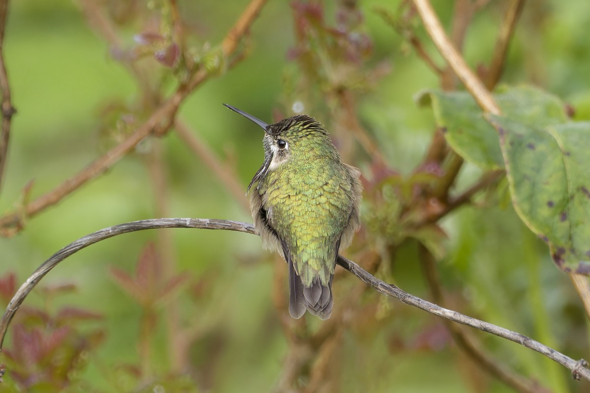Calliope Hummingbird - ML568614391