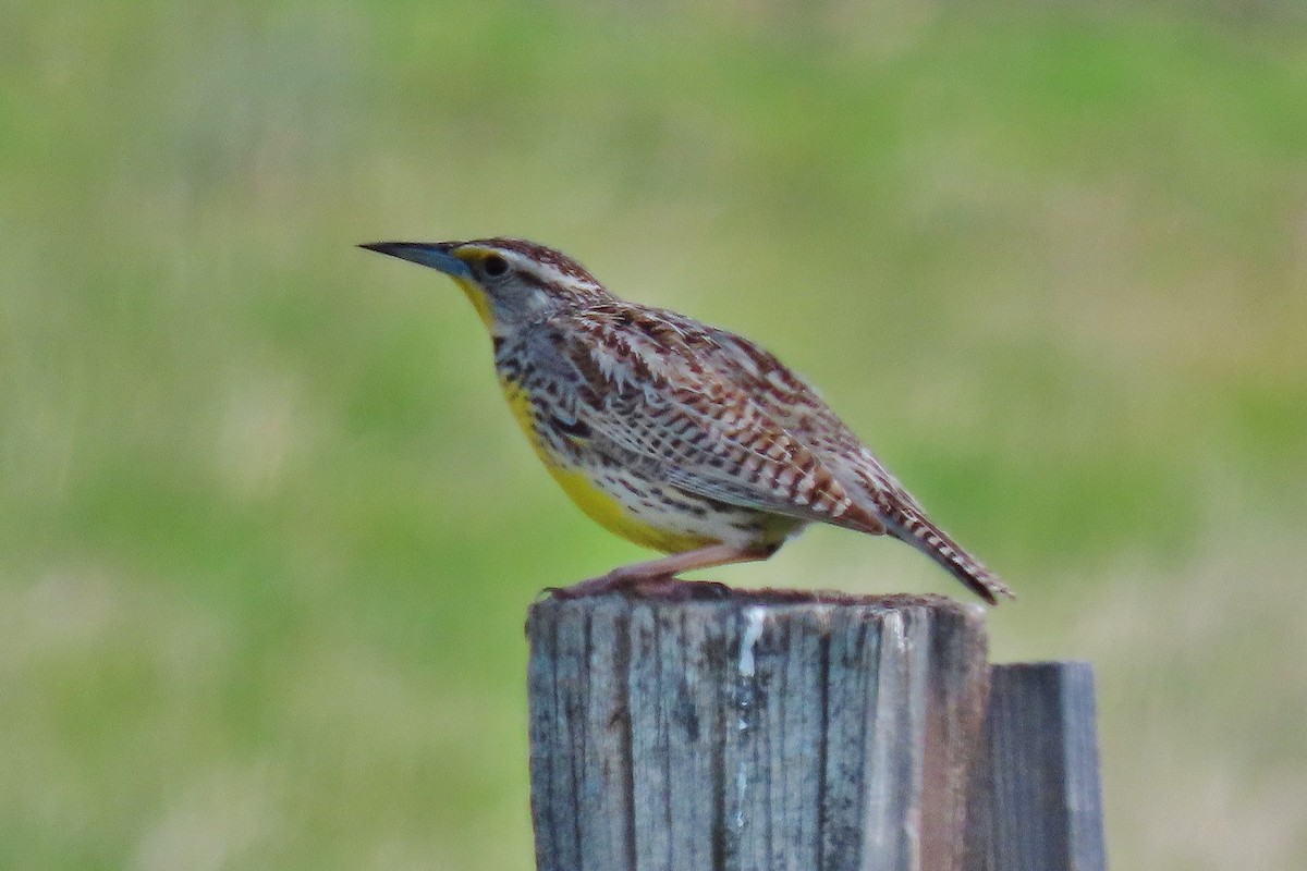 Western Meadowlark - Craig Johnson