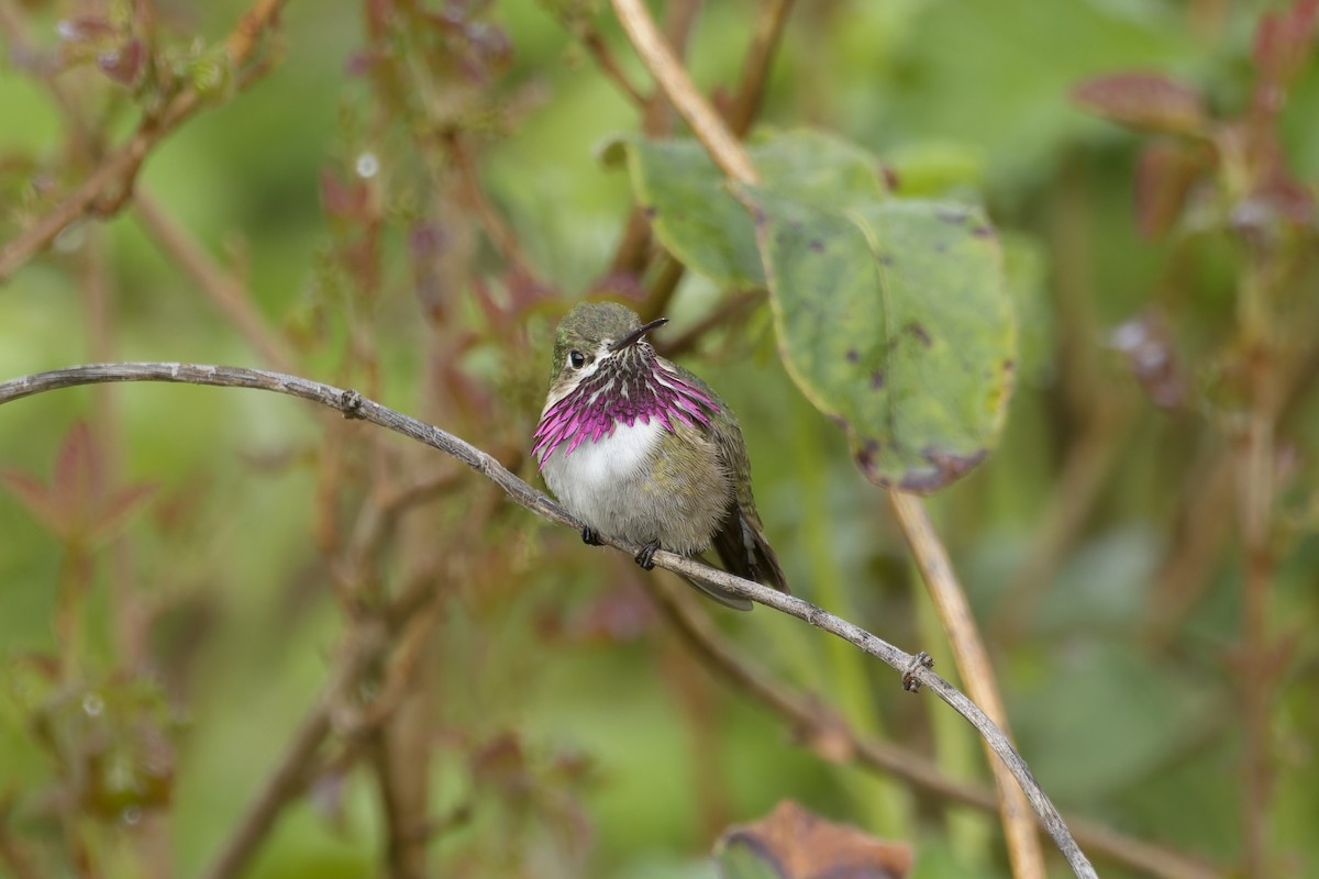 Calliope Hummingbird - ML568614571