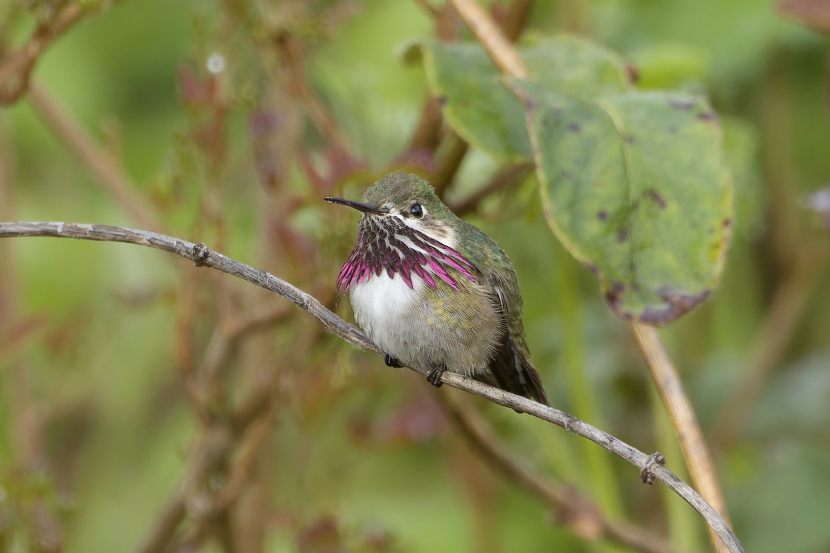 Calliope Hummingbird - ML568614651
