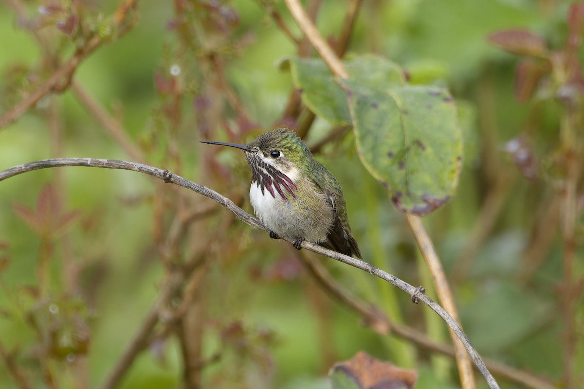 Calliope Hummingbird - ML568614751