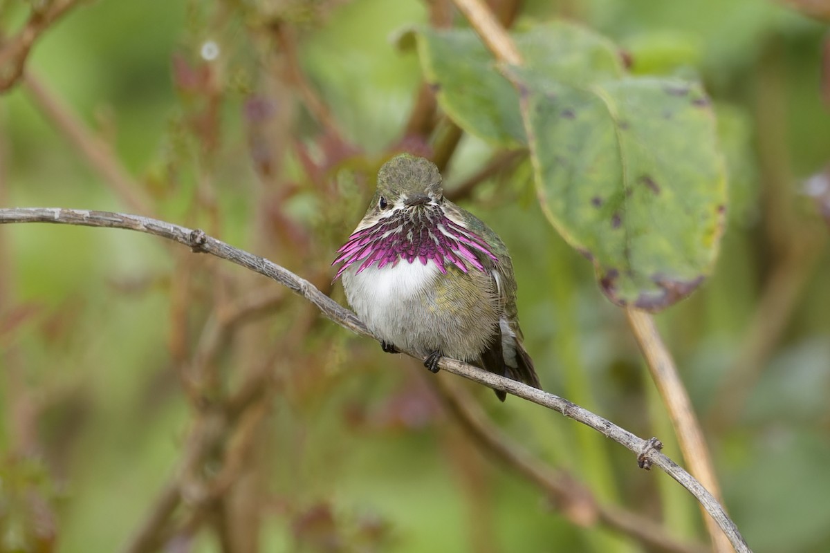 Calliope Hummingbird - ML568614881