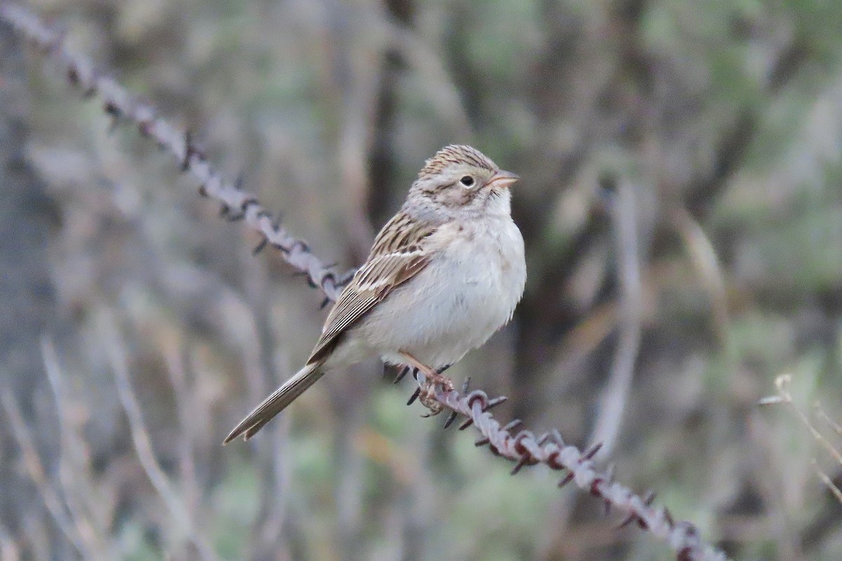 Brewer's Sparrow - Craig Johnson