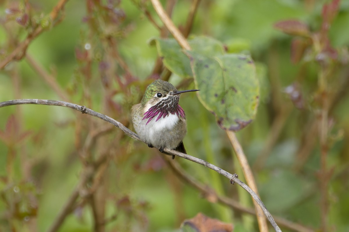 Calliope Hummingbird - ML568614941