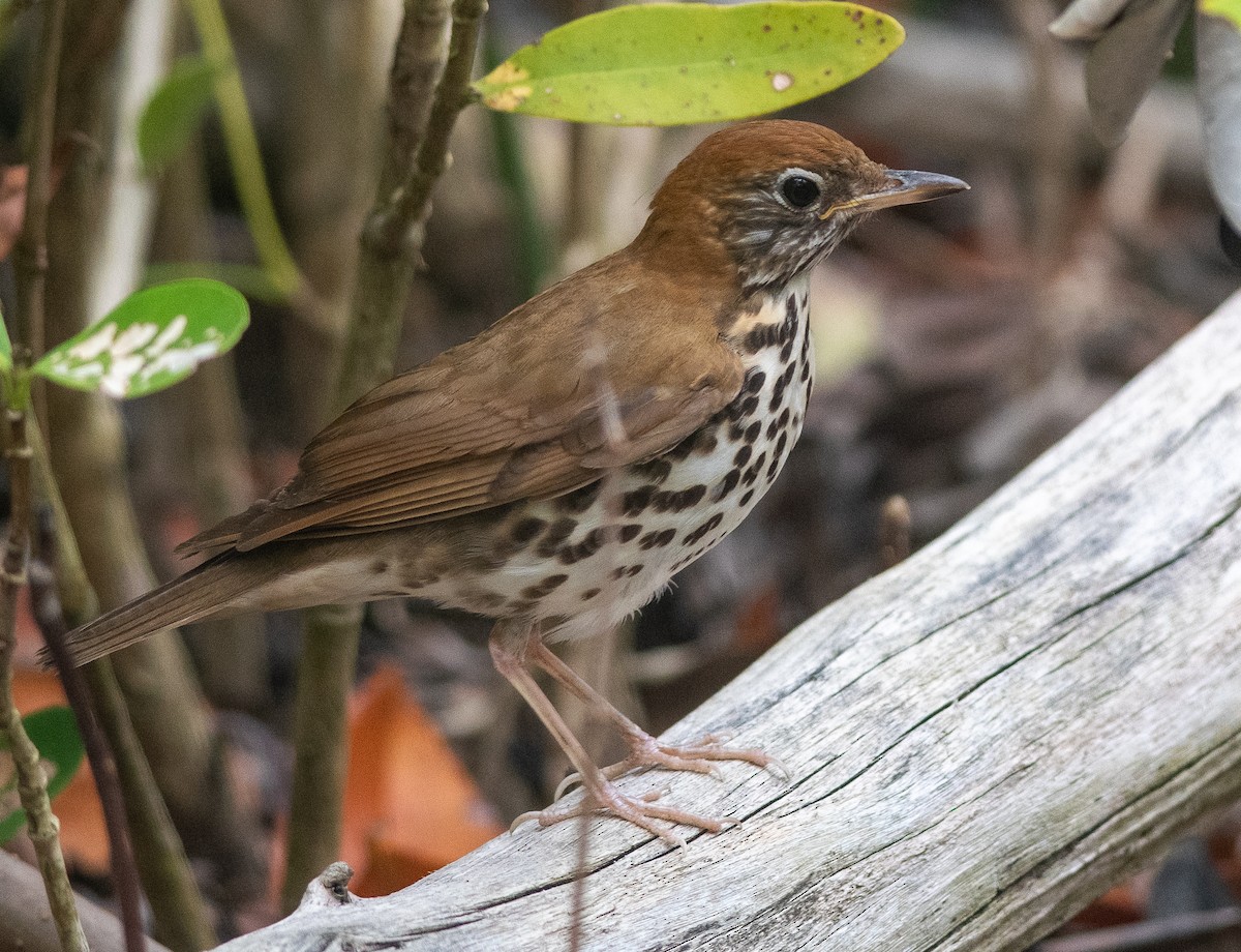Wood Thrush - ML568615021