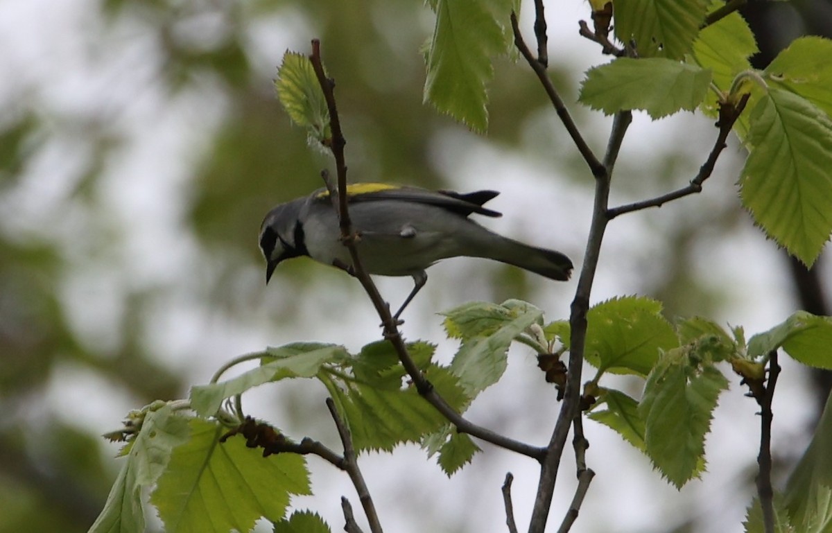 Brewster's Warbler (hybrid) - ML568615281