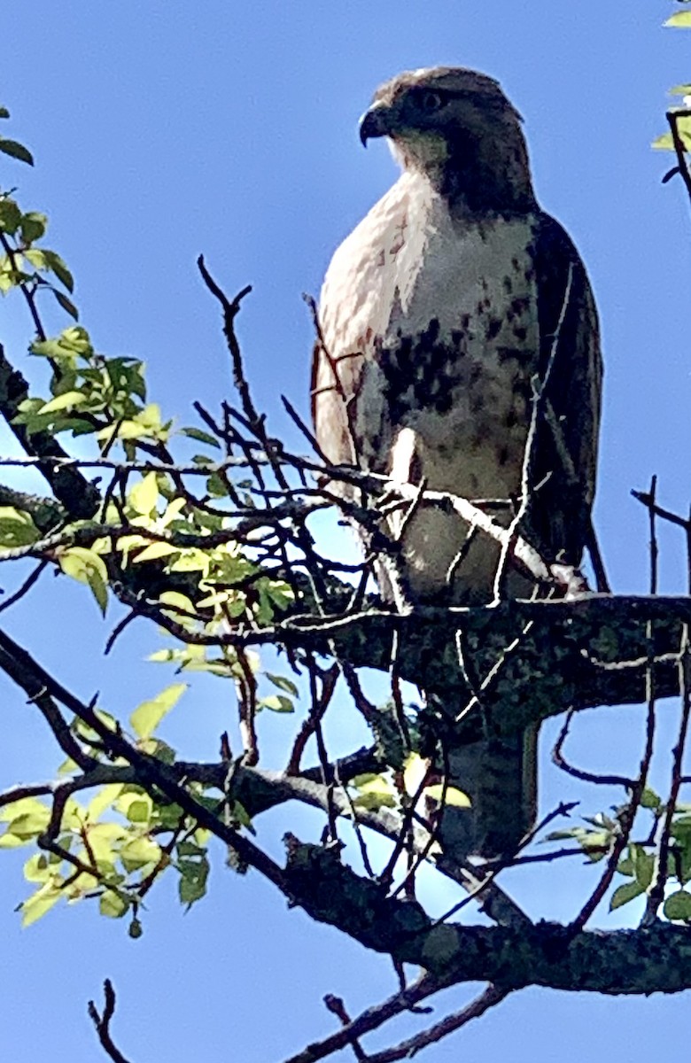Red-tailed Hawk - ML568615481