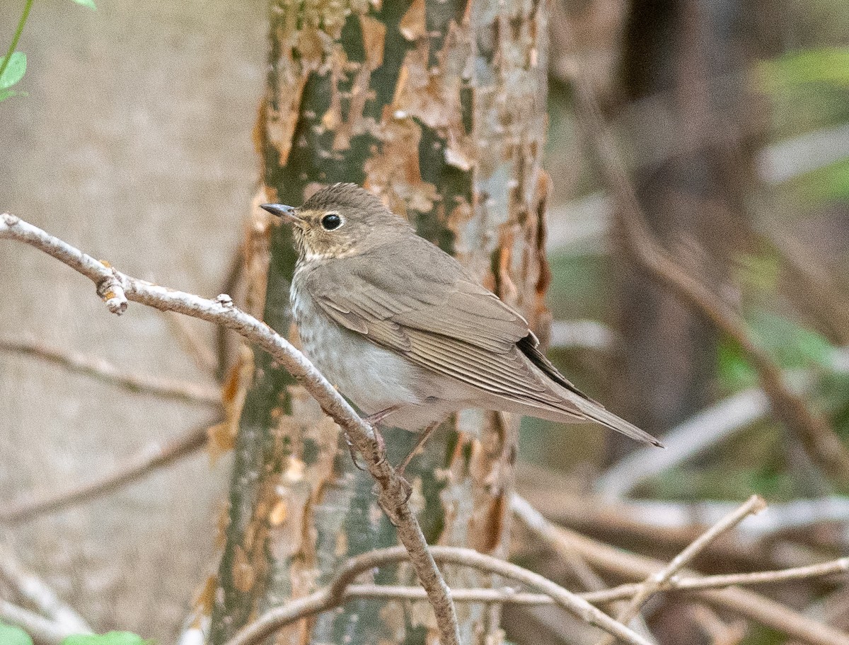 Swainson's Thrush (Olive-backed) - ML568616381