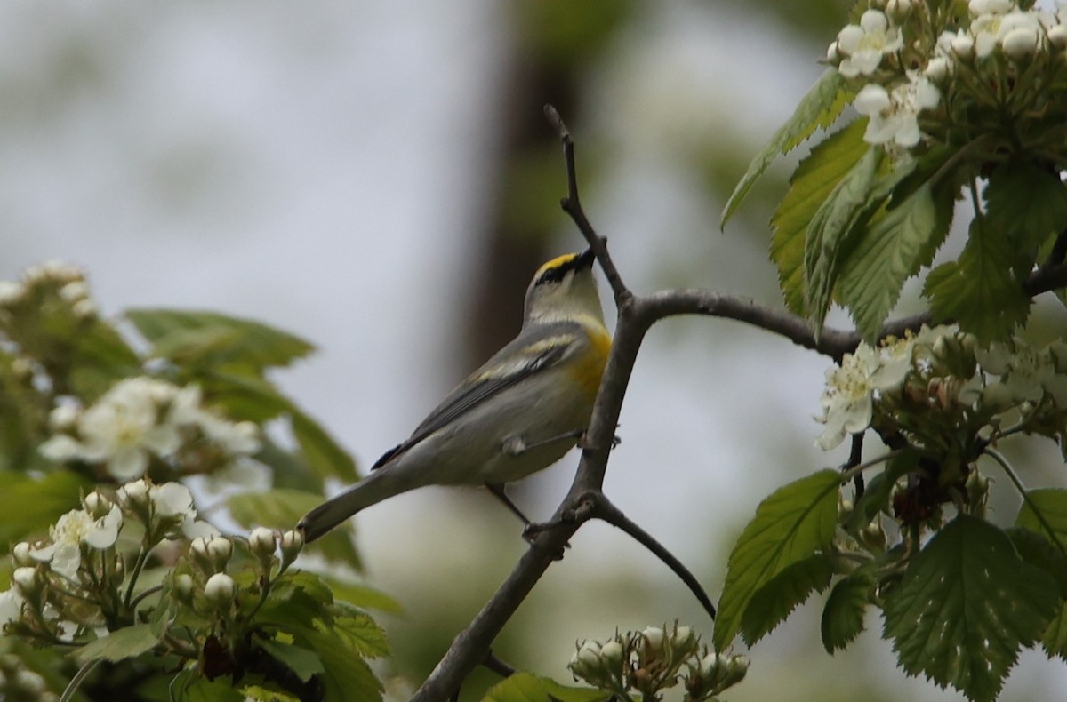 Brewster's Warbler (hybrid) - ML568616491