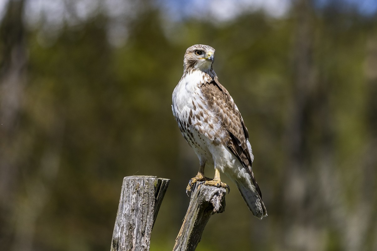 Red-tailed Hawk - ML568616971