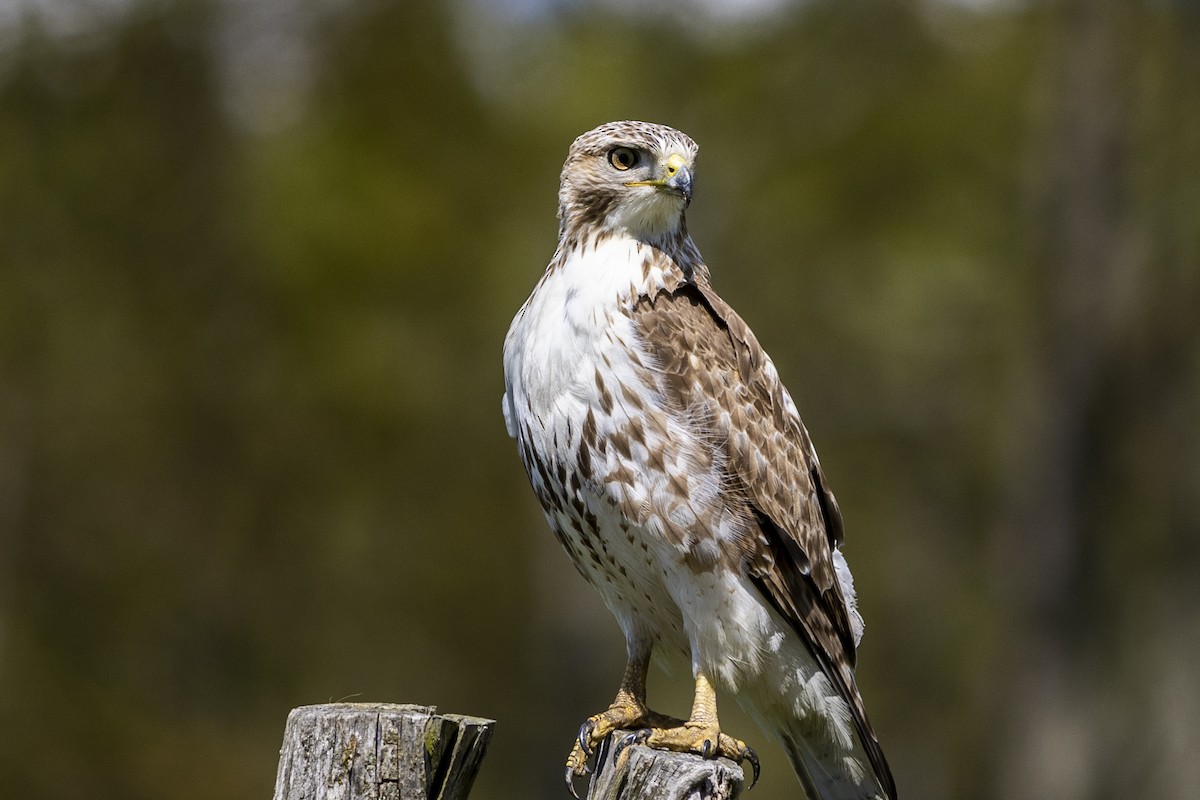 Red-tailed Hawk - ML568617011
